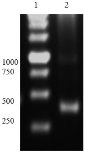 Humanized PD-L1 monoclonal antibody and preparation method application thereof