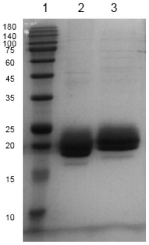 Humanized PD-L1 monoclonal antibody and preparation method application thereof