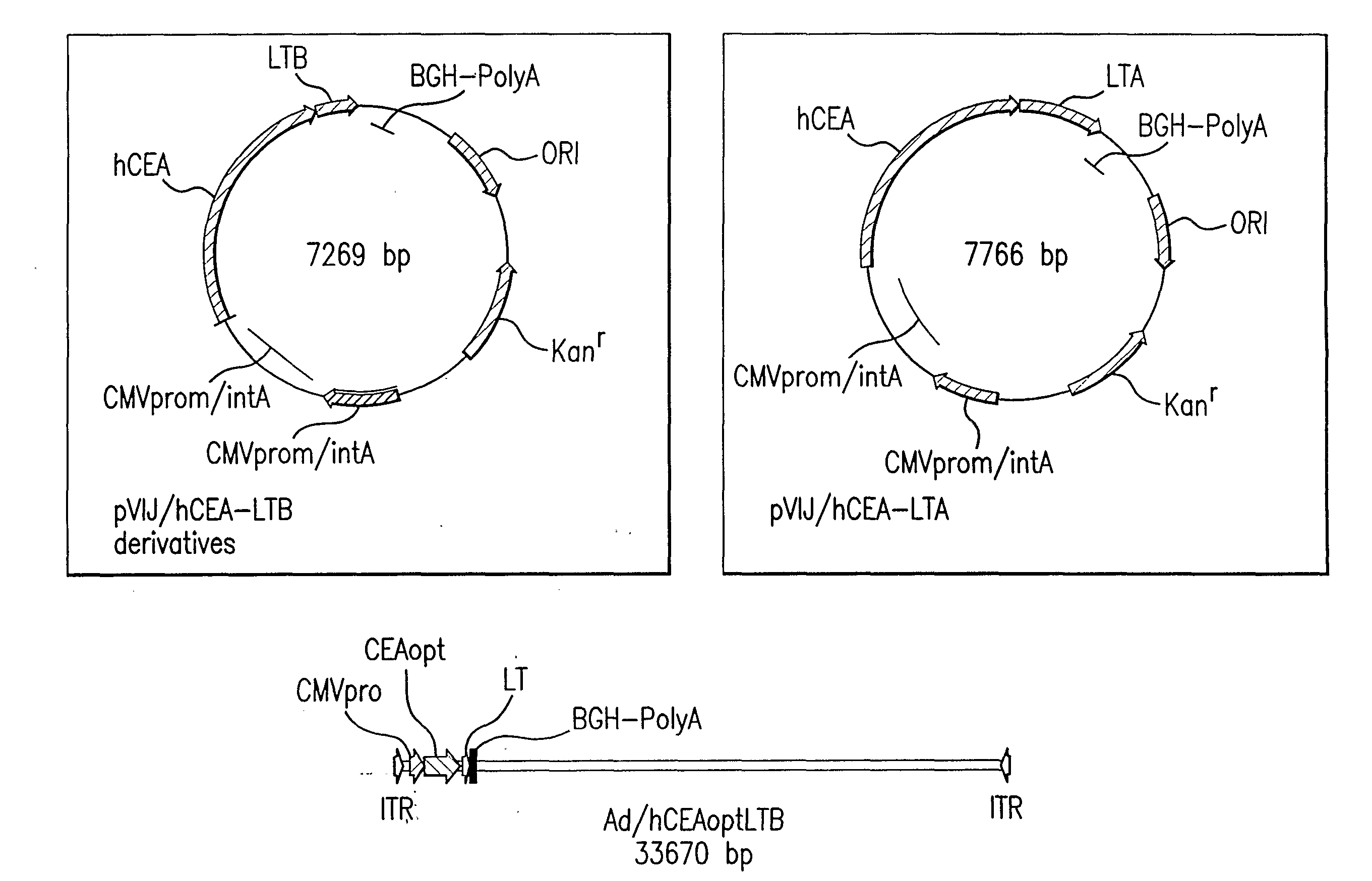 Carcinoembryonic Antigen Fusions and Uses Thereof