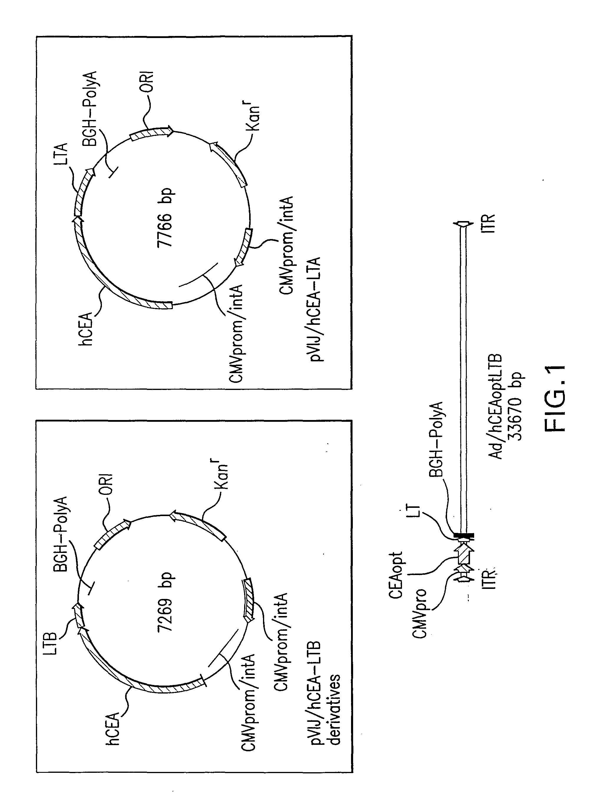 Carcinoembryonic Antigen Fusions and Uses Thereof