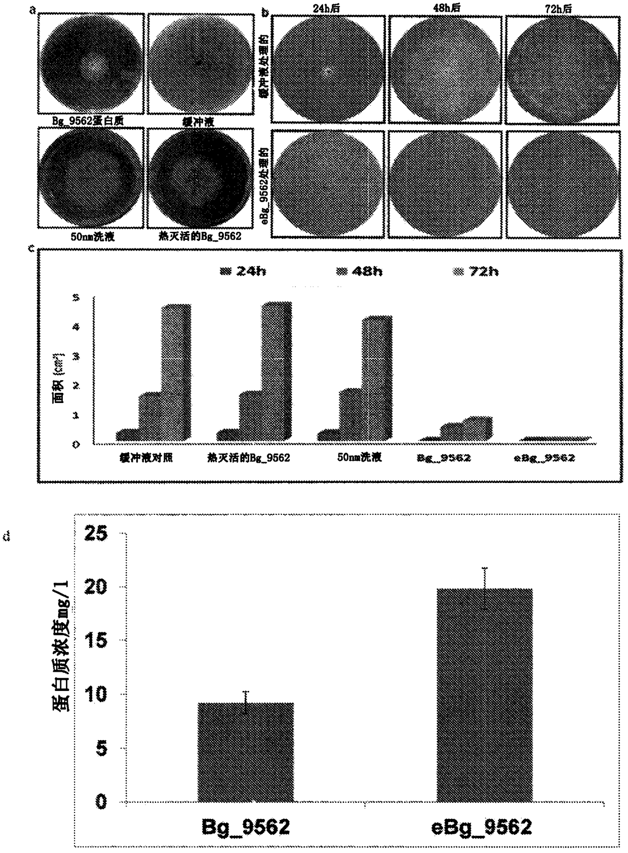 Novel protein against fungal pathogens