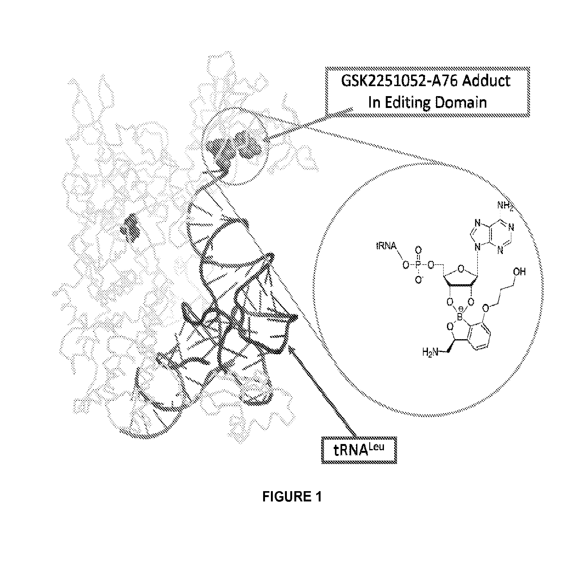 Benzoxaborole compounds and uses thereof