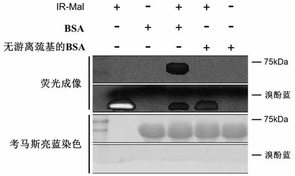 Albumin-binding near-infrared fluorescent dye-maleimide conjugate