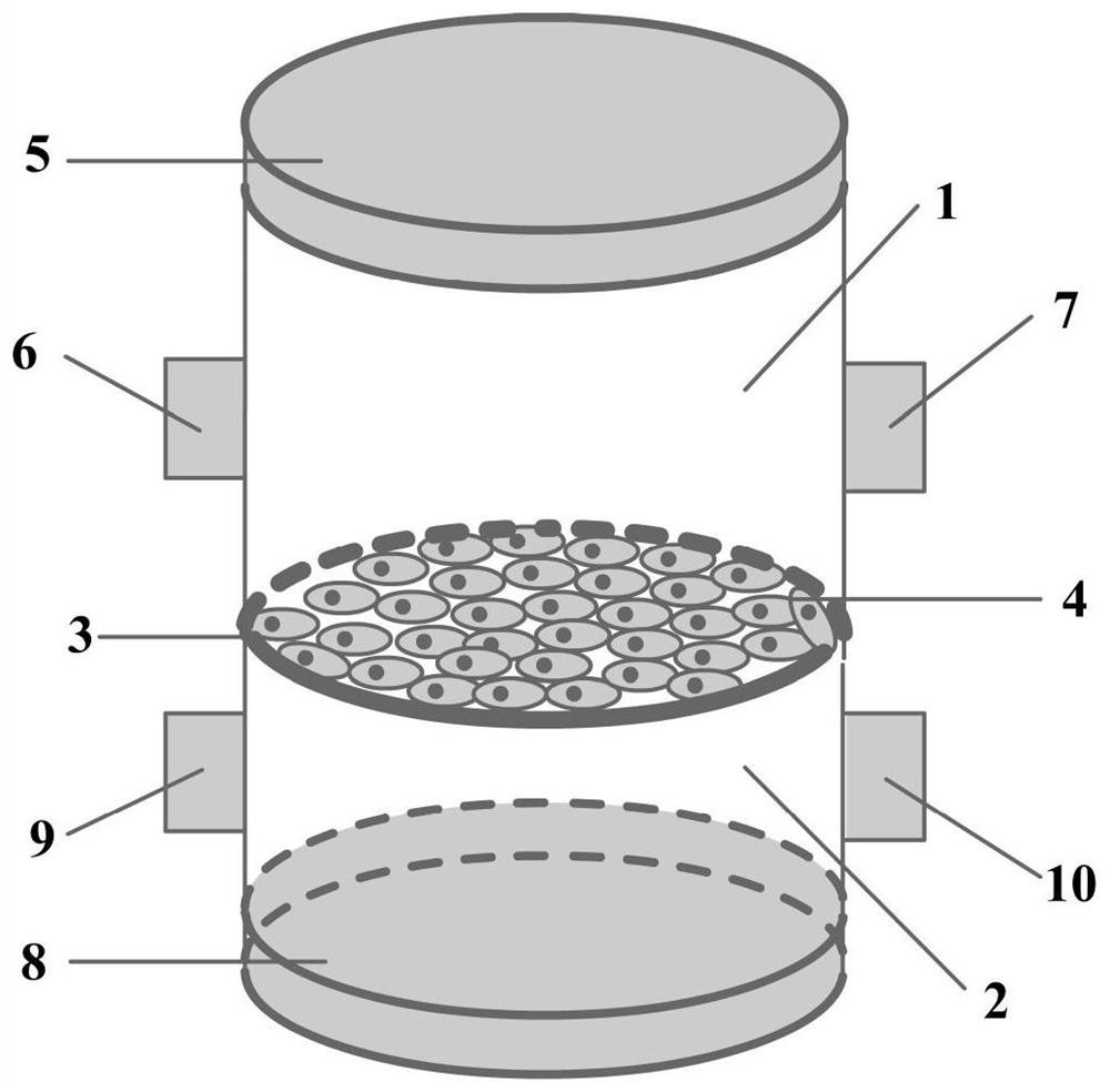 An in vitro intestinal model based on primary intestinal cells and its construction method and application