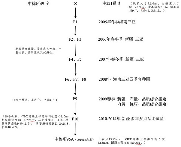 Breeding method of high-lint-percent and high-quality machine-harvested cotton variety Zhongmiansuo 96A