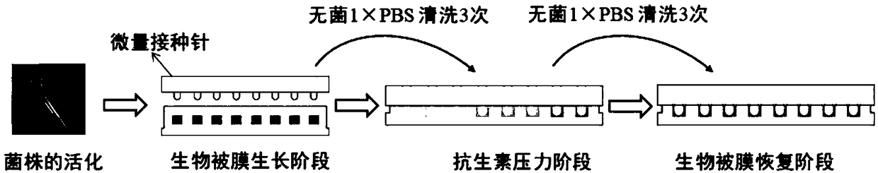 Method for rapidly determining antibiotic resistance of Escherichia coli in biofilm