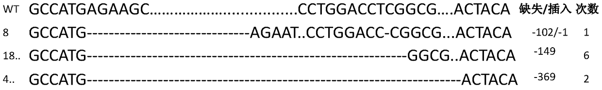 A rice thousand-grain weight gene tgw6 mutant and its preparation method and application