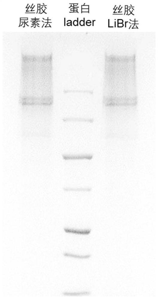 Sericin, its extraction method, as a cell antiviral immune enhancer and its application