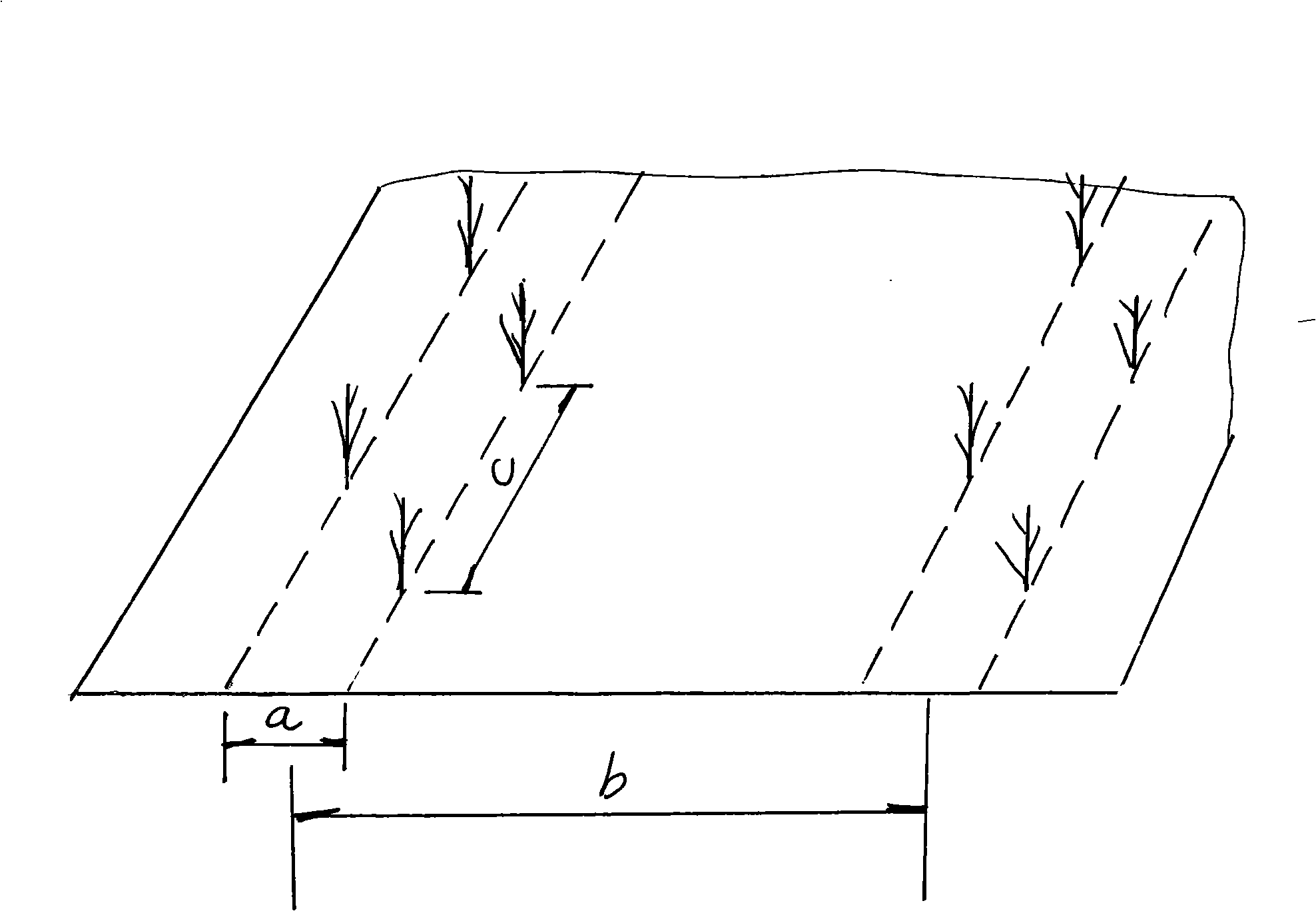 Double-row sparse planting method for interplanting corn in cornfield