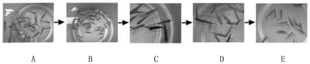 Body fluid small molecule metabolic marker of zebra fish infected bacteria and application of marker