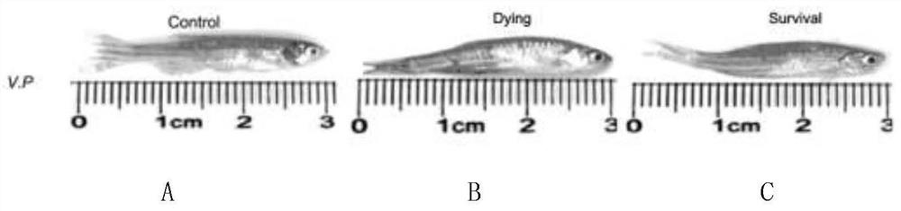 Body fluid small molecule metabolic marker of zebra fish infected bacteria and application of marker