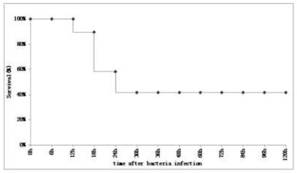 Body fluid small molecule metabolic marker of zebra fish infected bacteria and application of marker