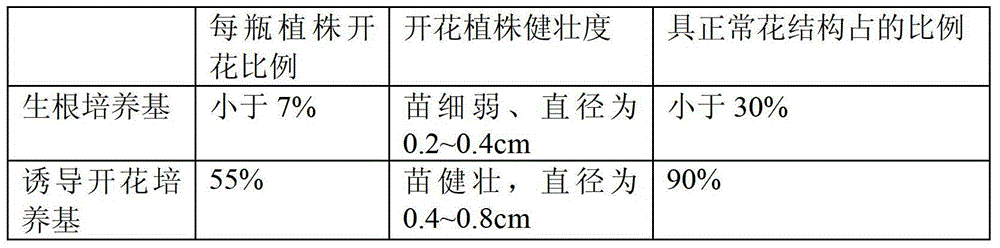 Dendrobium candidum test-tube flowering and seed setting method