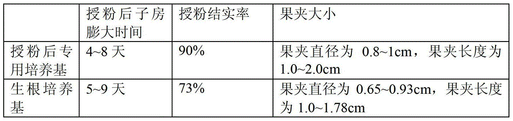 Dendrobium candidum test-tube flowering and seed setting method