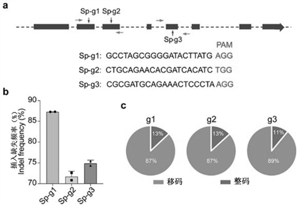 Application of Htra2 gene expression inhibitor in prevention of acquired sensorineural deafness