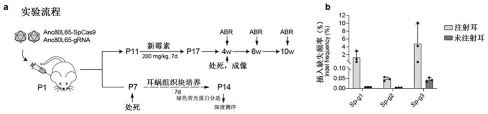 Application of Htra2 gene expression inhibitor in prevention of acquired sensorineural deafness