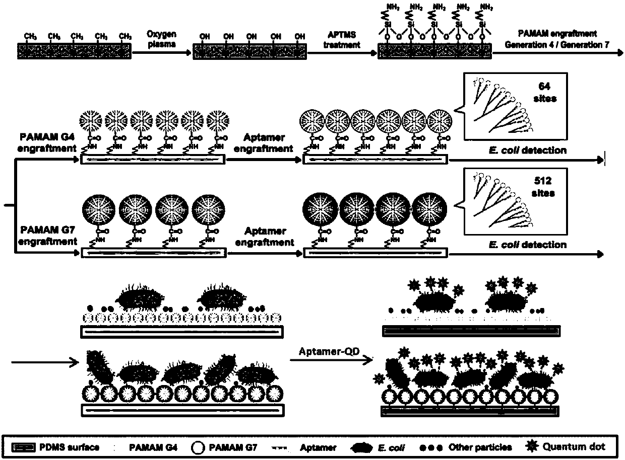 Micro-fluidic chip as well as modifying method and application thereof to detection of quantity of food bacteria