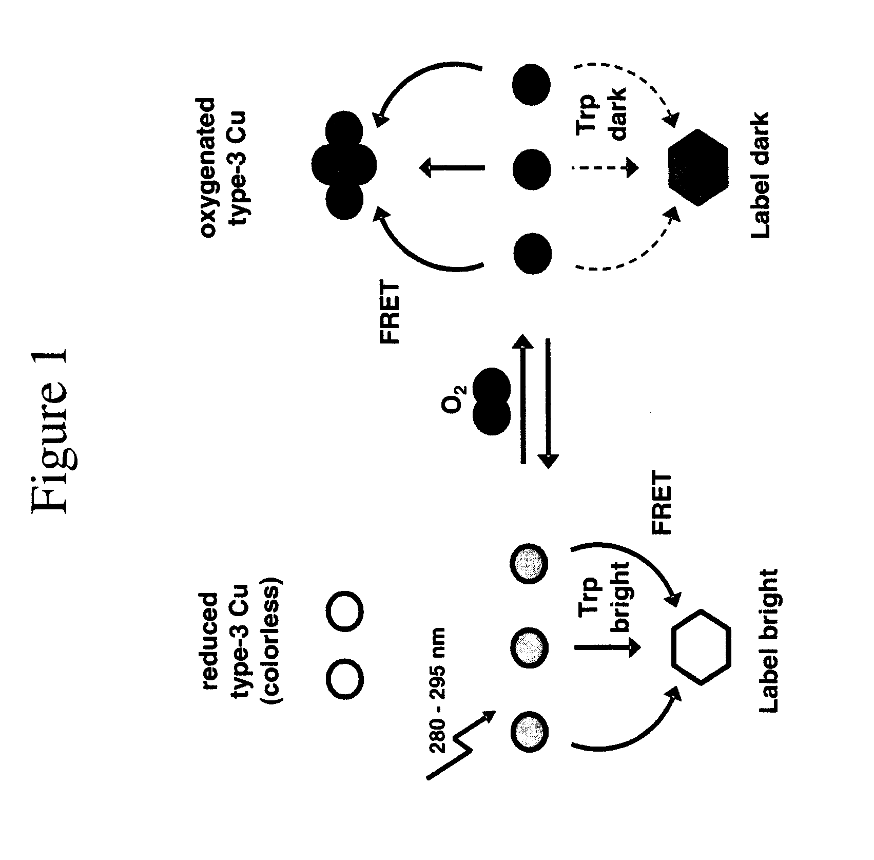 Immobilisation  of fluorescent proteins