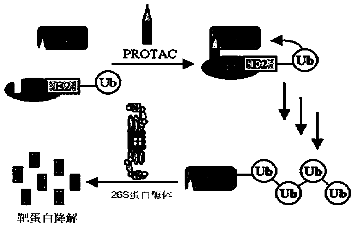 Dual-target PROTAC construction method and application thereof