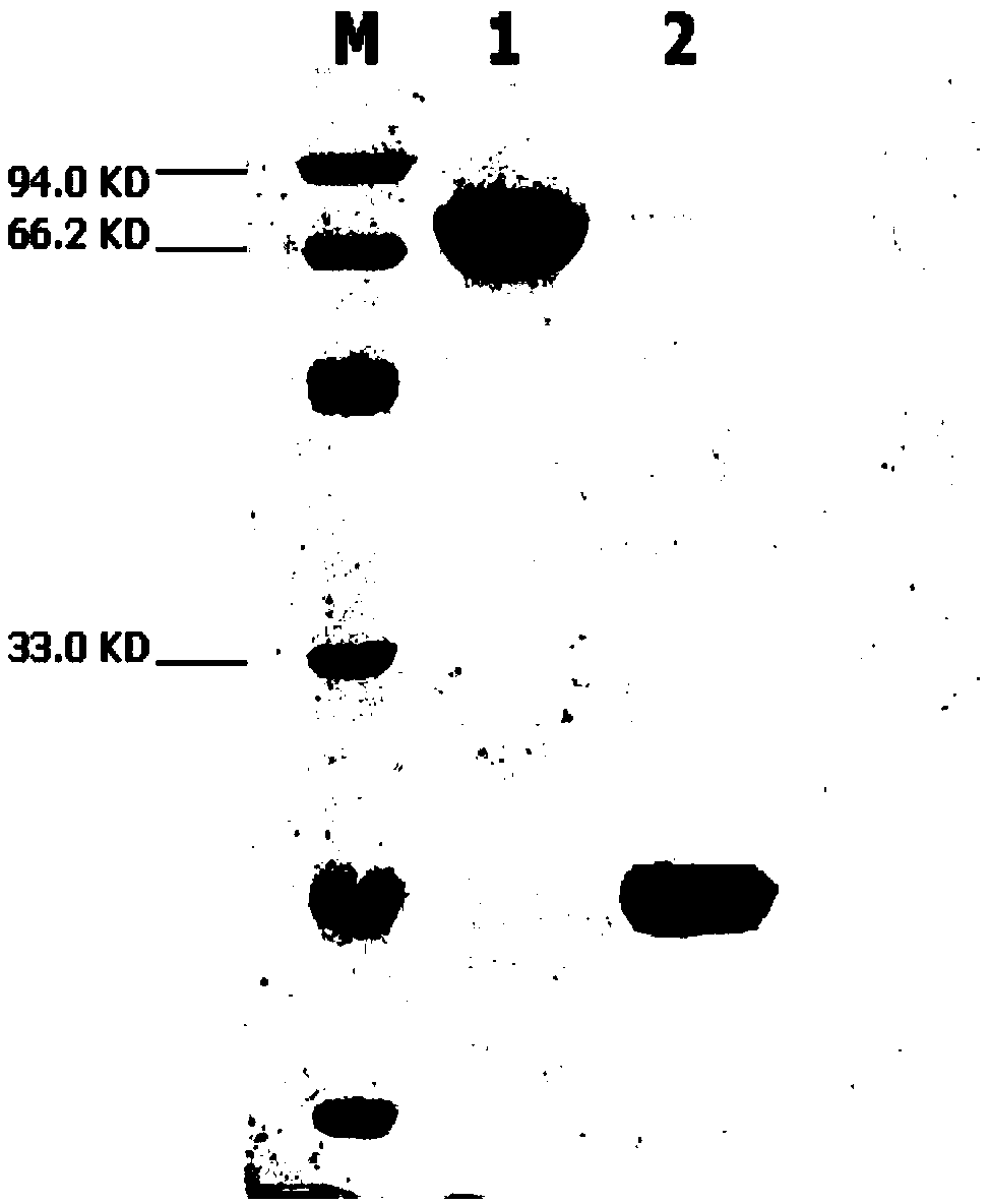 Application of rice gene OsIAGT1 and glycosyl transferase coded by rice gene OsIAGT1 in catalytically synthesizing auxin sugar ester