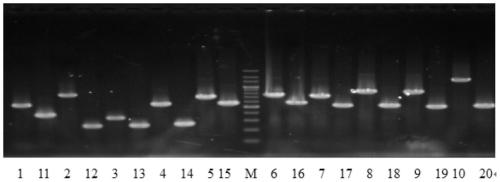 A kind of Bacillus subtilis recombinant strain and its preparation method and application