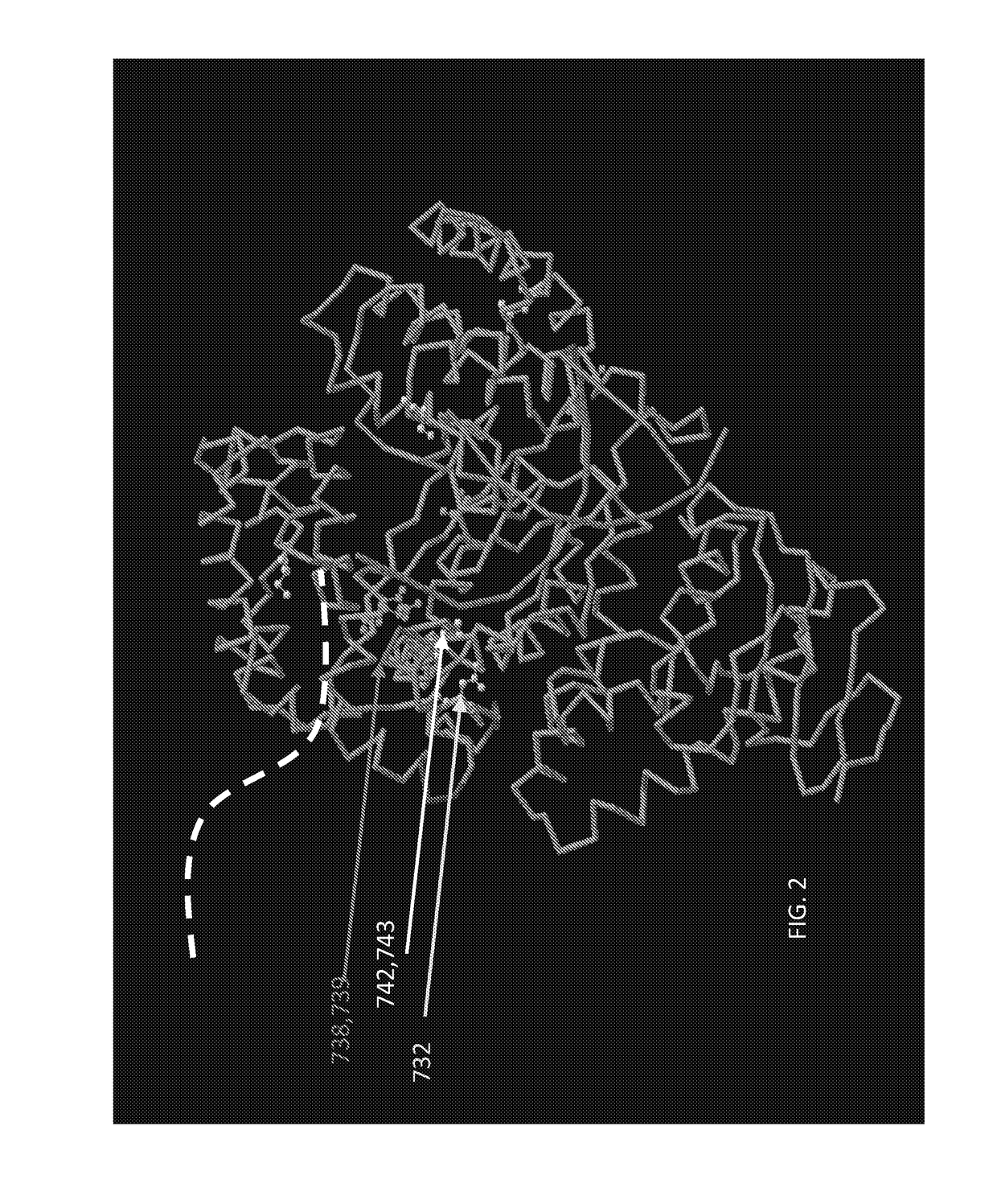 Mutant polymerases and uses thereof