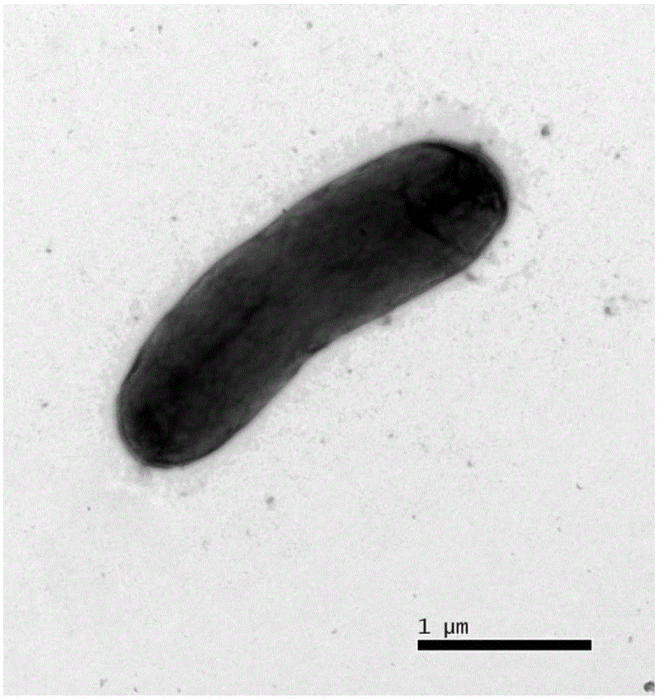 Mycobacterium YC-RL4 and application thereof