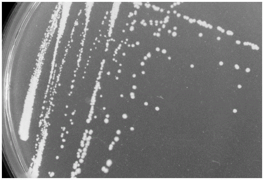 Mycobacterium YC-RL4 and application thereof