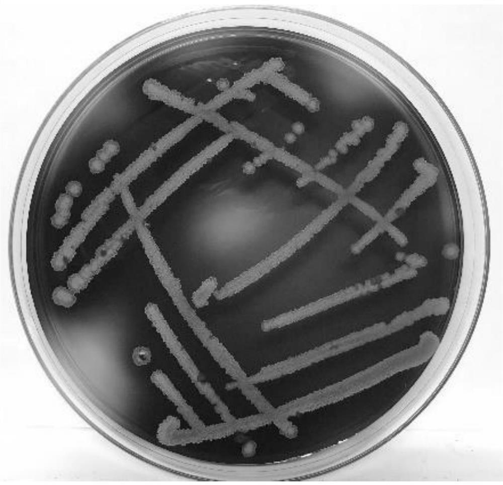 Bacillus subtilis and application thereof in fermentation treatment of flaxseed cake detoxification