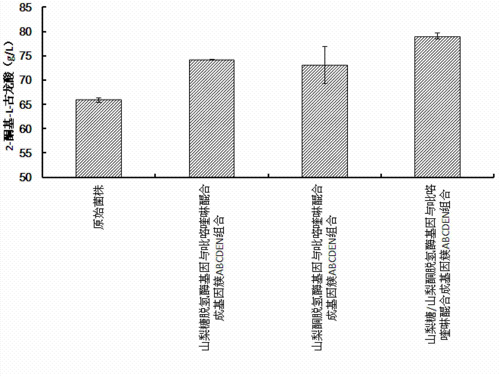 Combination gene of gene cluster ABCDEN by synthesizing sorbose dehydrogenase genes, sorbosone dehydrogenase genes and pyrroloquinoline quinone