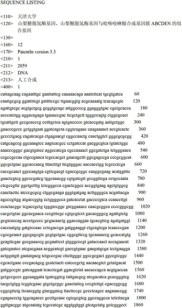 Combination gene of gene cluster ABCDEN by synthesizing sorbose dehydrogenase genes, sorbosone dehydrogenase genes and pyrroloquinoline quinone