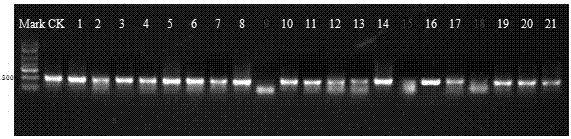 Method for appraising quality of plant callus