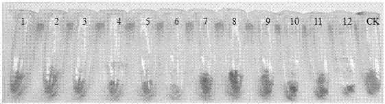 Method for appraising quality of plant callus