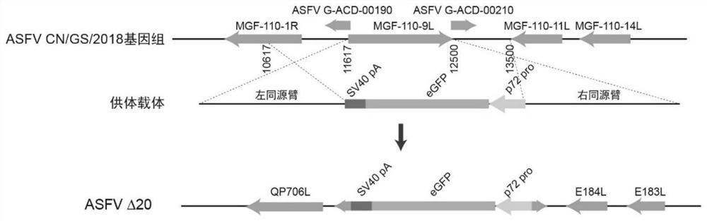 Construction of attenuated African swine fever virus strain without twelve genes and application of attenuated African swine fever virus strain as vaccine