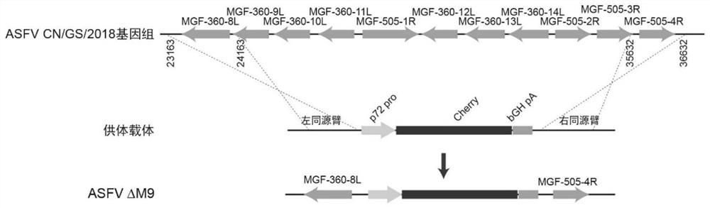 Construction of attenuated African swine fever virus strain without twelve genes and application of attenuated African swine fever virus strain as vaccine