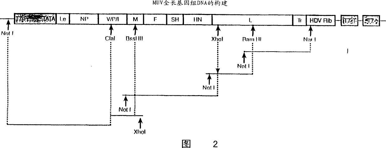 Rescue of mumps virus from cDNA