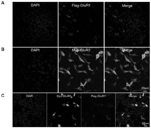 Cell strain capable of stably expressing AMPA receptor GluR1/GluR2, and construction method of cell strain