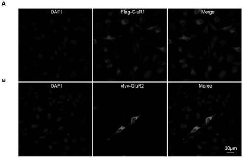 Cell strain capable of stably expressing AMPA receptor GluR1/GluR2, and construction method of cell strain