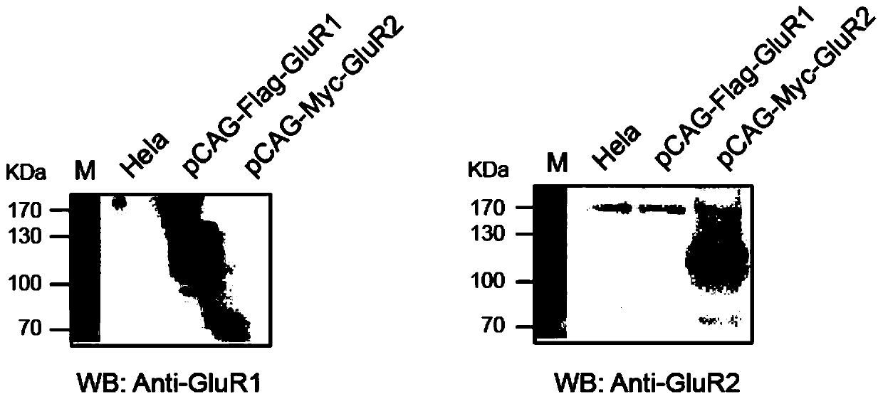 Cell strain capable of stably expressing AMPA receptor GluR1/GluR2, and construction method of cell strain