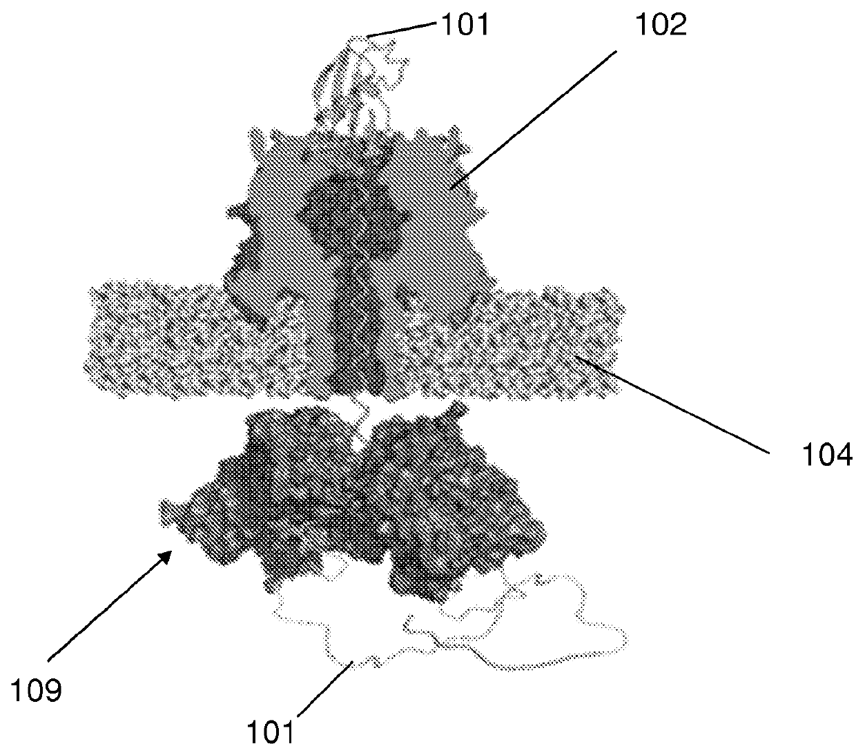 Nanopore sensor for enzyme-mediated protein translocation