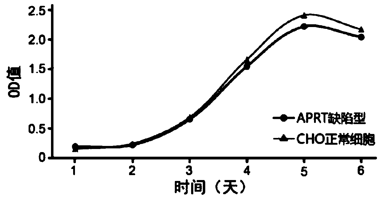 CHO cell line, construction method, recombination protein expression system and application