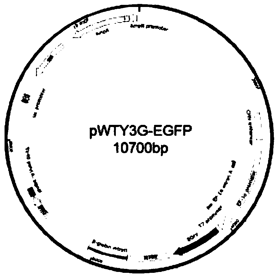 CHO cell line, construction method, recombination protein expression system and application