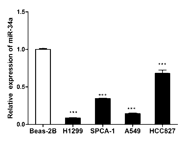 Application of miR-34a gene in non-small cell lung cancer