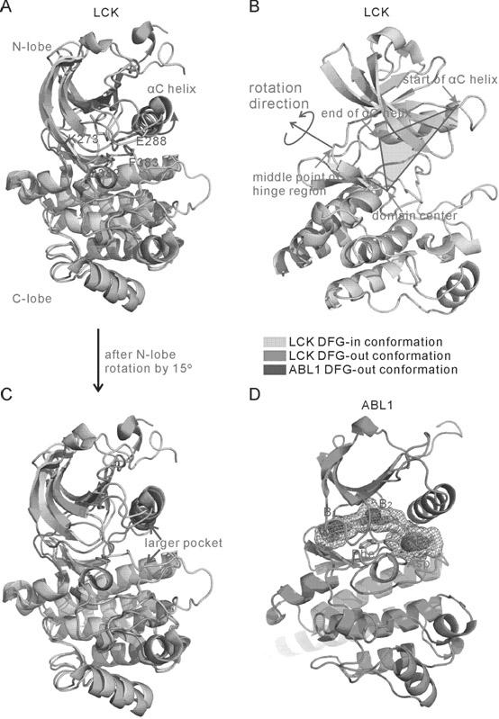 Method for screening compound with targeted action on inactive conformation of protein kinase