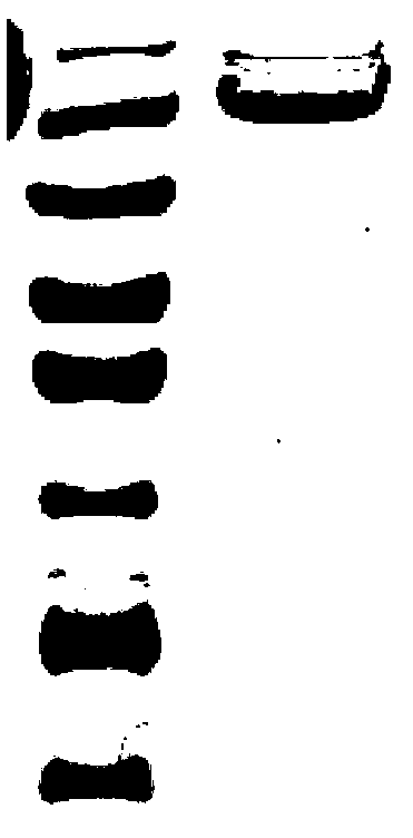 Recombinant protein HF2 used for methicillin-resistant staphylococcus aureus (MRSA) vaccine, and preparation method and application thereof