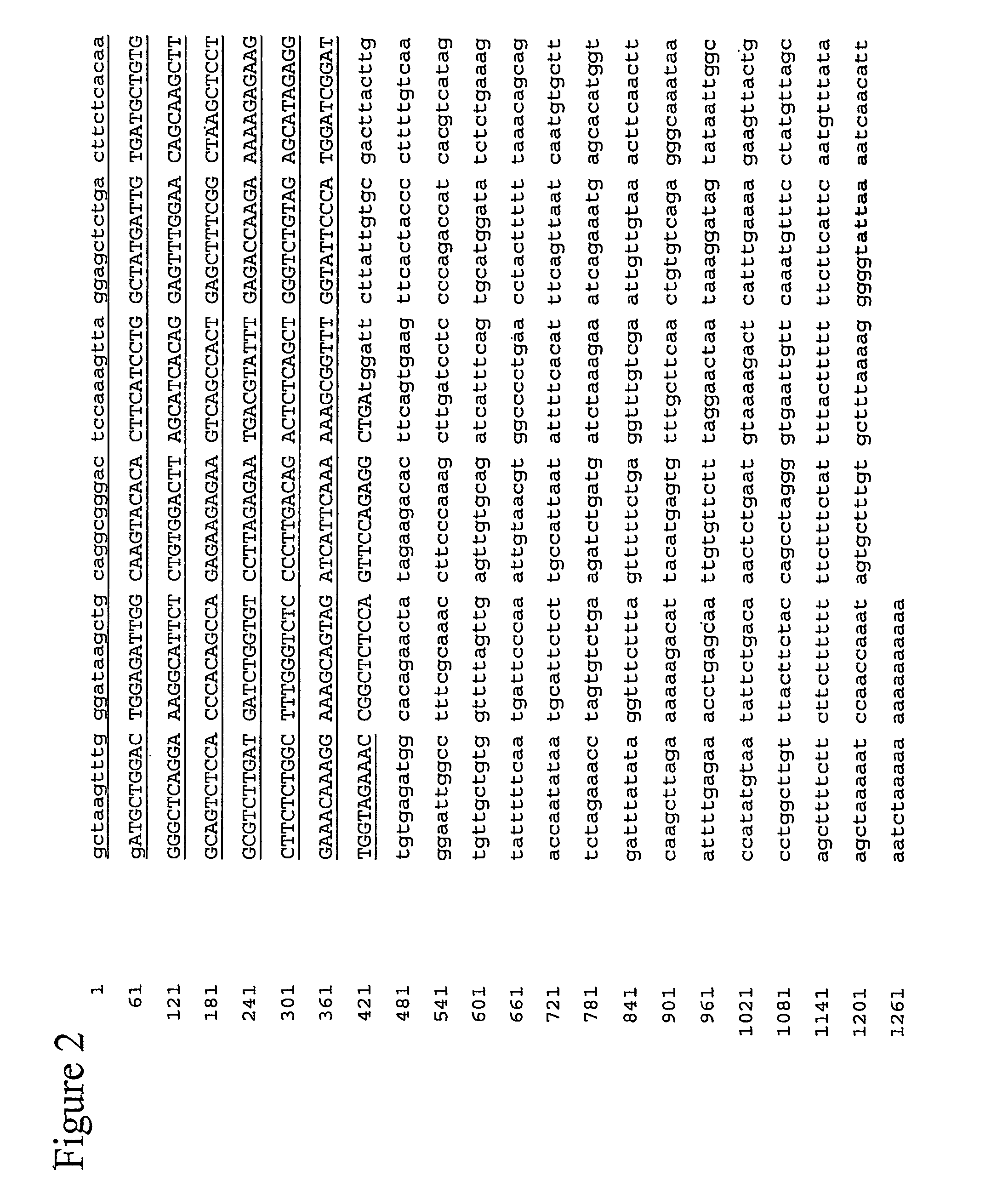 Bone polypeptide-1