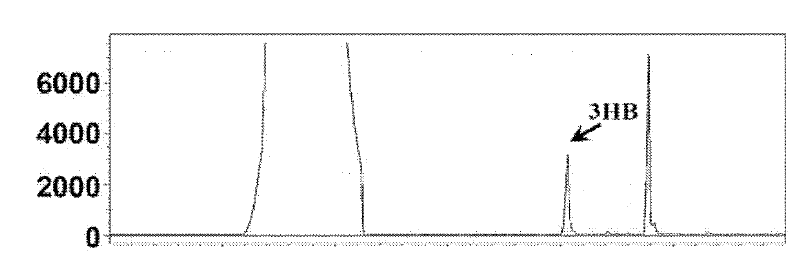 Method for preparing polyhydroxybutyrate (PHB)