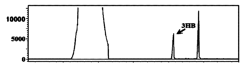 Method for preparing polyhydroxybutyrate (PHB)