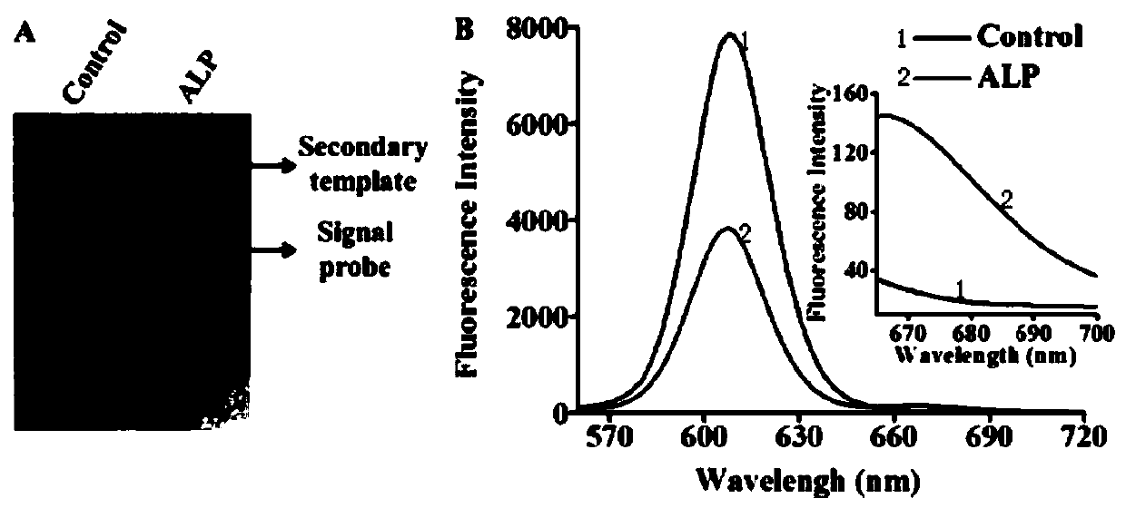 Single quantum dot nanosensor used for detecting alkaline phosphatase and based on ligase amplification reaction catalytic assembly, and application