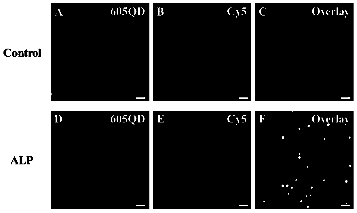 Single quantum dot nanosensor used for detecting alkaline phosphatase and based on ligase amplification reaction catalytic assembly, and application